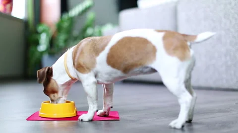 Dog eating2 Stock-Footage 45866118