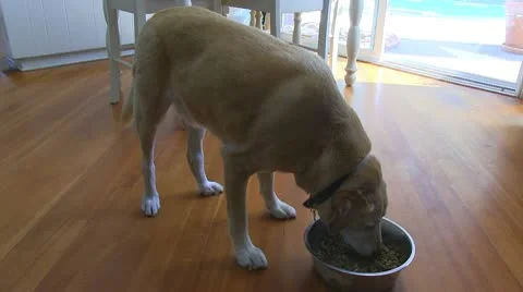 DOG EATS 2 Stock Footage 10795526