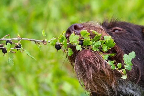 Dog eats black currant berries branches Stock Photos