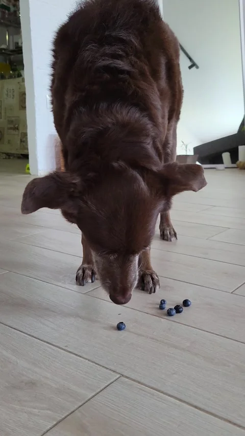 Dog Eats Blueberries Video stock 254793261