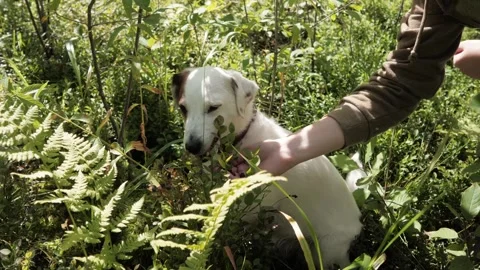 The dog eats blueberries from the owner's hand, the dog is a vegetarian. Stock Footage 275571358