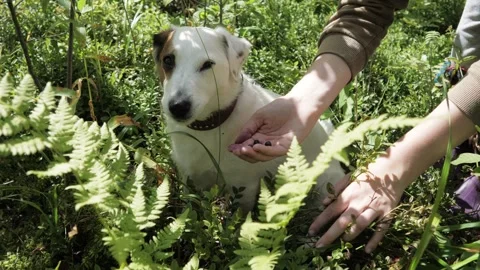 The dog eats blueberries from the owner's hand, the dog is a vegetarian. Stock Footage 275571366