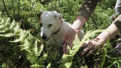The dog eats blueberries from the owner's hand, the dog is a vegetarian. Stock Footage 275571376