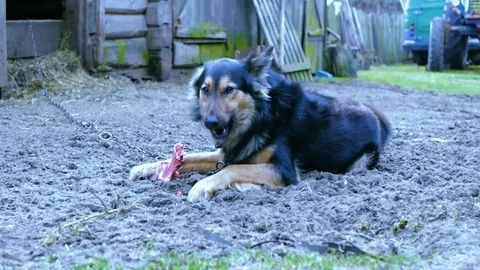 The dog eats the bone Stockbeeldmateriaal 84217723