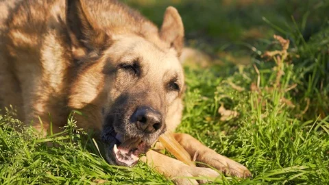 Dog eats a bone Stock Footage 117340510