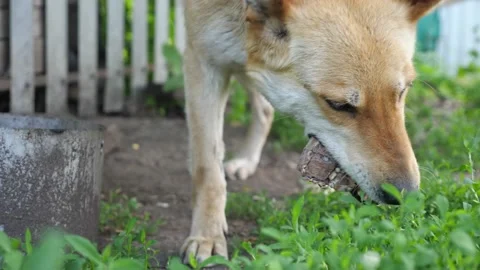 Dog eats bones against white fence and doghouse closeup Stock Footage 201231276