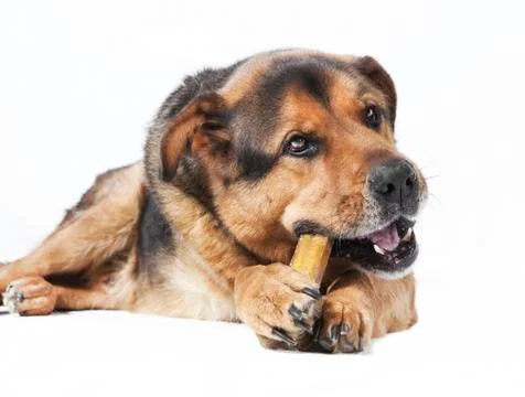 Dog eats bones Stock Photos