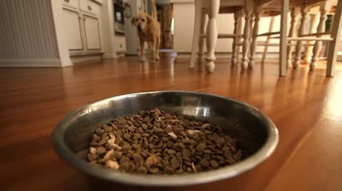 DOG EATS FROM BOWL Vidéo 10795463