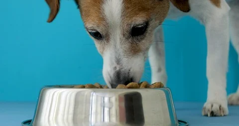 The dog eats from the bowl Video stock 111380899