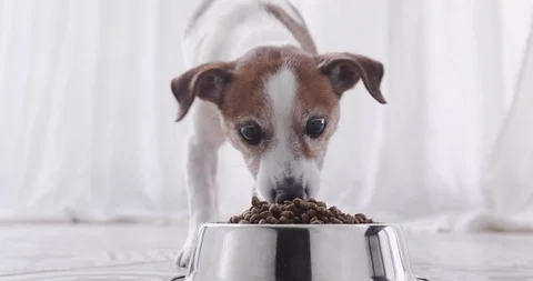 Dog eats from a bowl front view Vídeos de archivo 91233791