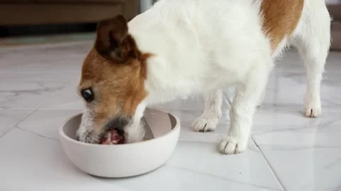 The dog eats from a bowl. Pet feeding. jack russell terrier eats raw meat. Stock Footage 244295357