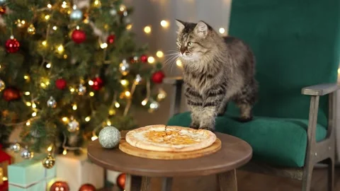 Dog eats cheese pizza. Christmas tree decorated with balls and flashing lights Stock Footage 295103969