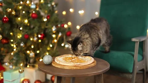 Dog eats cheese pizza. Christmas tree decorated with balls and flashing lights Stock Footage 295103982
