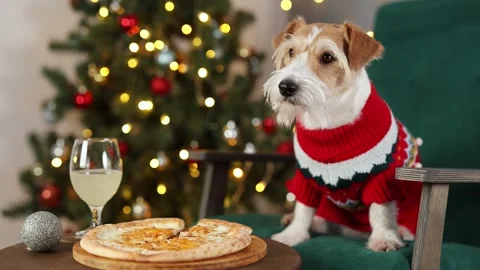 Dog eats cheese pizza. Christmas tree decorated with balls and flashing lights Stock Footage 295104051