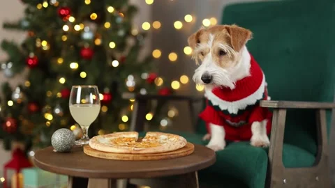 Dog eats cheese pizza. Christmas tree decorated with balls and flashing lights Stock Footage 295104053