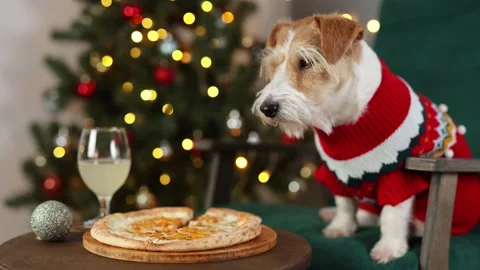 Dog eats cheese pizza. Christmas tree decorated with balls and flashing lights Stock Footage 295104126