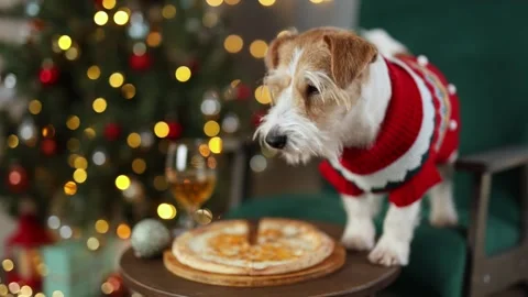 Dog eats cheese pizza. Christmas tree decorated with balls and flashing lights Stock Footage 295104183