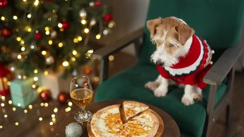 Dog eats cheese pizza. Christmas tree decorated with balls and flashing lights Stock Footage 295104202