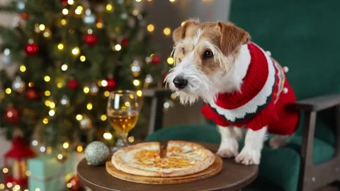 Dog eats cheese pizza. Christmas tree decorated with balls and flashing lights Stock Footage 295104265