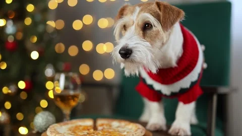 Dog eats cheese pizza. Christmas tree decorated with balls and flashing lights Stock Footage 295104272