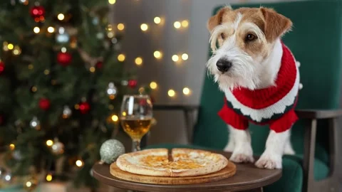 Dog eats cheese pizza. Christmas tree decorated with balls and flashing lights Stock Footage 295104391