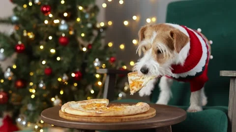 Dog eats cheese pizza. Christmas tree decorated with balls and flashing lights Stock Footage 295104578