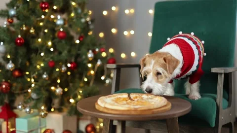 Dog eats cheese pizza. Christmas tree decorated with balls and flashing lights Stock Footage 295104629