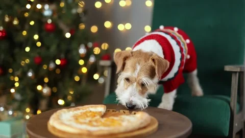 Dog eats cheese pizza. Christmas tree decorated with balls and flashing lights Stock Footage 295104831
