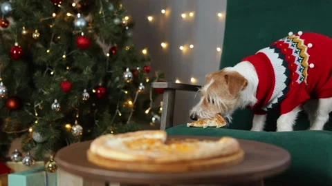 Dog eats cheese pizza. Christmas tree decorated with balls and flashing lights Stock Footage 295104860