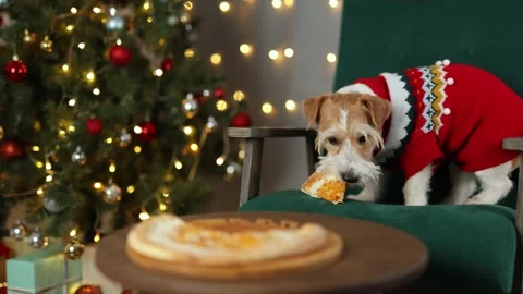 Dog eats cheese pizza. Christmas tree decorated with balls and flashing lights Stock Footage 295105053