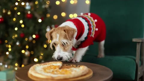 Dog eats cheese pizza. Christmas tree decorated with balls and flashing lights Stock Footage 295105118