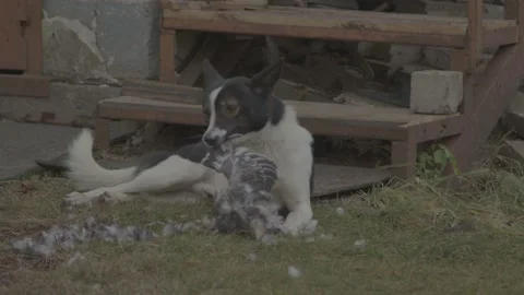 Dog eats chiken Stock Footage 165421950