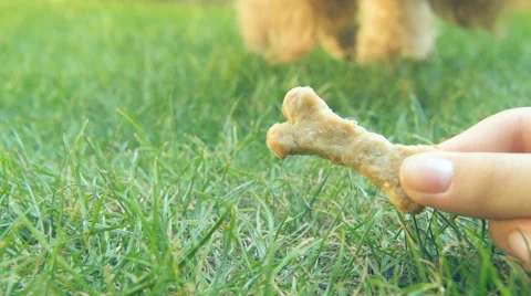Dog eats cookies. Stock Footage 65840484