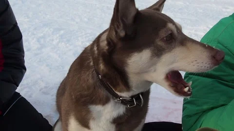 Dog eats cookies in winter in the forest Stock Footage 246431280
