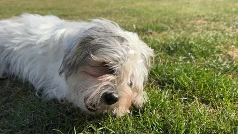 Dog eats a dental chew stick bone while lying on grass outdoor. Young fluffy Stock Footage 270214150