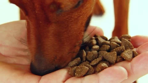 The dog eats food from the hand of his mistress. the pet is eating. Stock Footage 170311342
