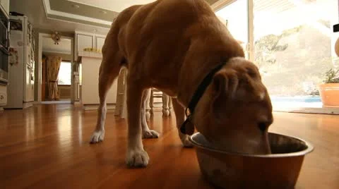DOG EATS Stock Footage 10795491