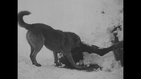 Dog eats on frozen corpse Video stock 109550154