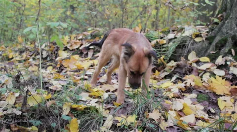 Dog eats grass autumn Stock Footage 57931927