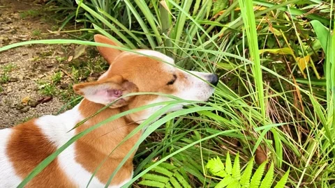 View of dog eats grass to clean digestion and te... | Stock Video | Pond5