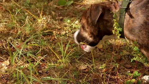 Dog eats grass Video stock 80964427