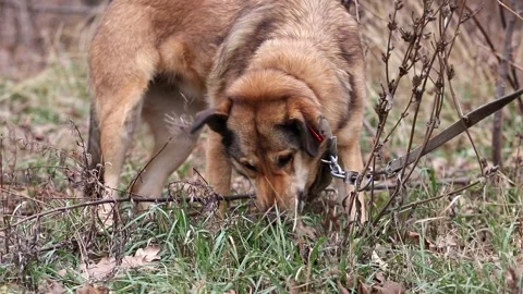 Dog eats grass. Grass grazing canine nibbles plants for health reasons.Big brown Stock Footage 299719816