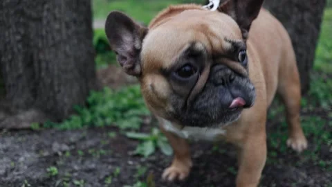 The dog eats grass on the lawn. The bulldog eats grass. French bulldog. Stock Footage 239100007