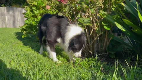 Dog eats grass. Male Border Collie eats green grass in backyard. Grass graz.. Stock Footage 274628205