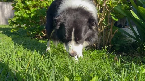 Dog eats grass. Male Border Collie eats green grass in backyard. Grass graz.. Stock Footage 274628300