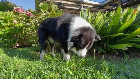 Dog eats grass. Male Border Collie eats green grass in backyard. Grass graz.. Stock Footage 274628312