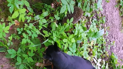 Dog eats grass next to hedgehog and does not see hedgehog next to it. Vertical f Stock Footage 175177111