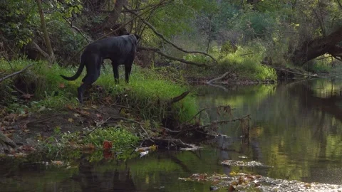 A dog eats grass on the side of a creek in a forest Stock Footage 327305101