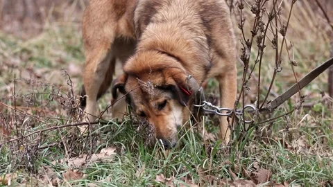 The dog eats grass in the spring.Vitamins in spring.Cleaning the dog's belly.Dog Stock Footage 304361657