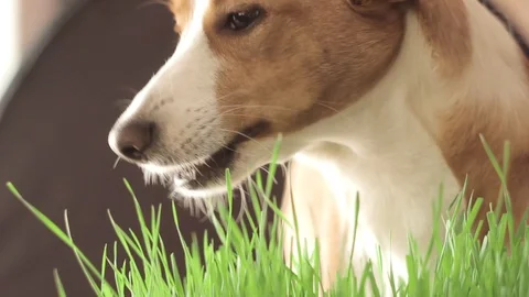 Dog eats green grass Stock Footage 87981269